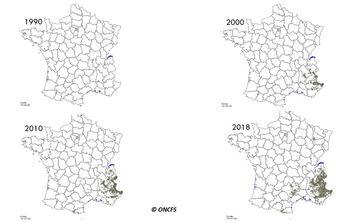 Evolution de l’aire de répartition des grands prédateurs en France : loup gris entre 1990 et 2018
