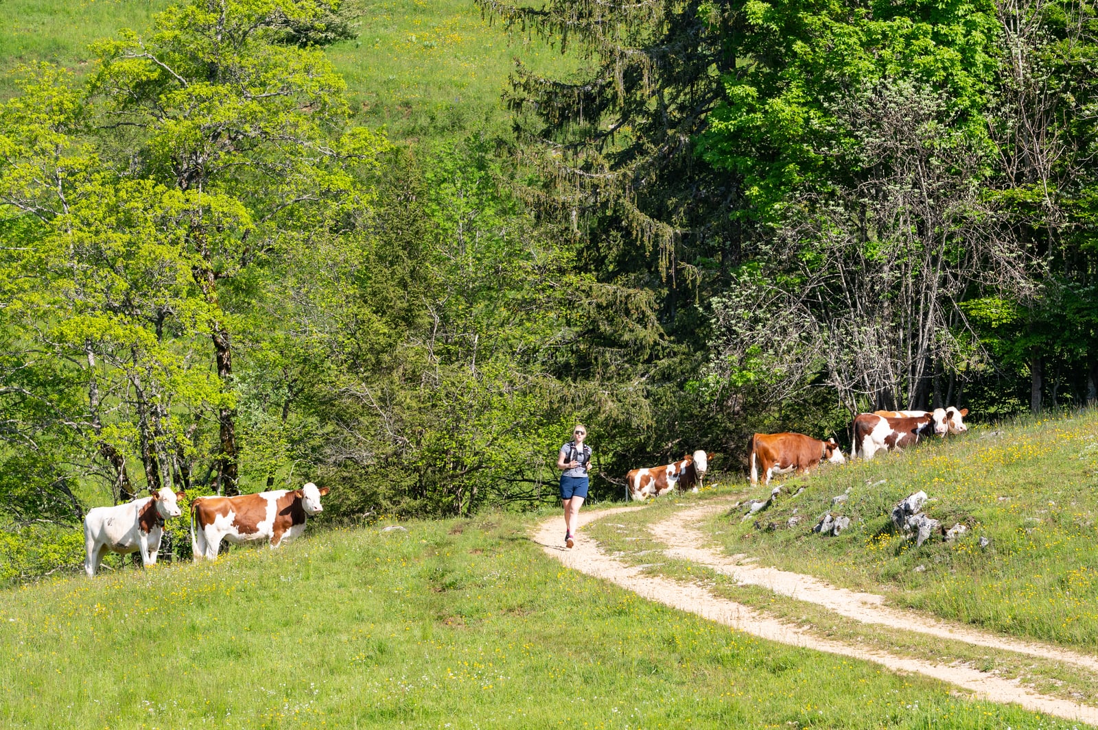 Une montagne à découvrir Parc naturel régional du Haut Jura