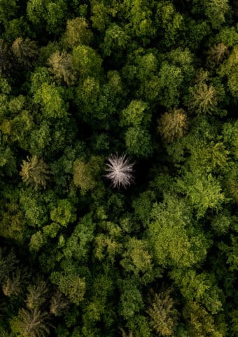Forêt Parc Naturel Régional du Haut-Jura